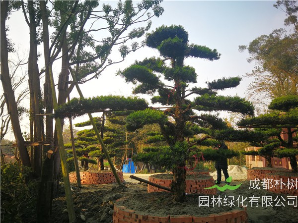 绵阳市罗汉松23公分价格28000-32000元【基地直销】低价批发